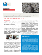 Fiche médiation sur les maladies