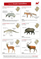 Fiche 4 : Grands mammifères