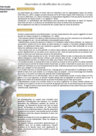 Fiche observation Circaète