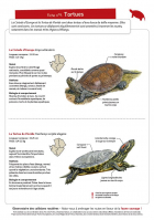 Fiche 9 : Tortues