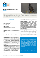 Fiche médiation "étourneau sansonnet"