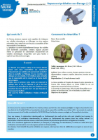 fiche médiation Rapaces et prédation sur élevage