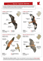 Fiche 11 : Autres rapaces diurnes