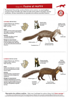 Fiche 1 : Fouine et Martre des pins