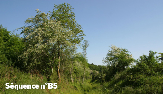 Chemin et haies