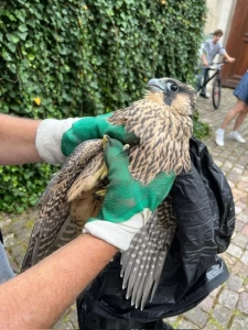 Sauvetage d’un faucon pèlerin juvénile dans des mains gantées