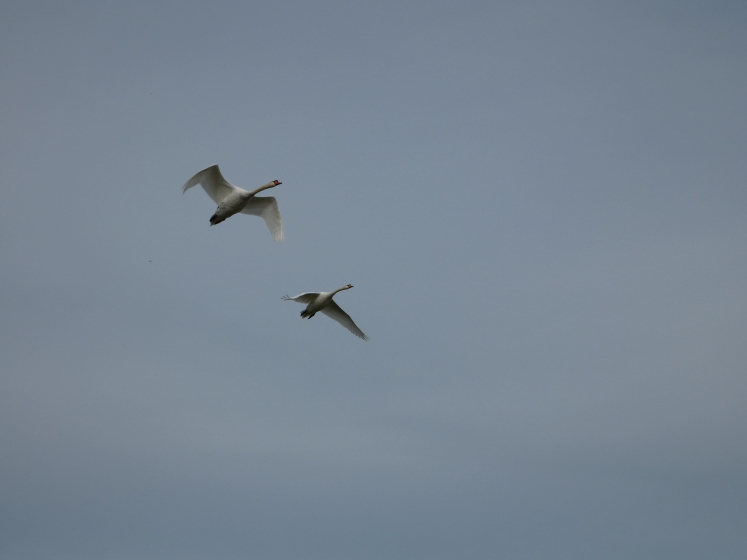 P1000021.jpg