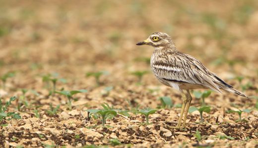 &OElig;dicn&egrave;me criard pos&eacute; dans un champ de tournesols naissants.