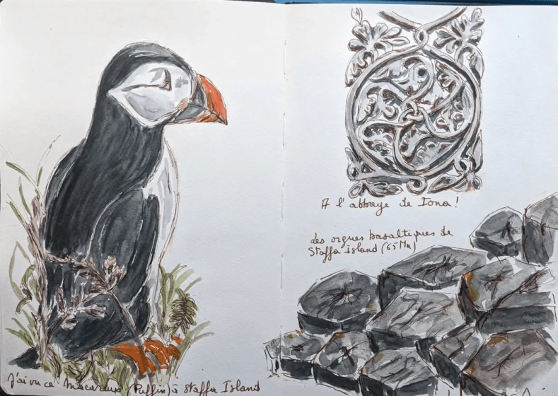 Dessin au feutre : Macareux moine dans la v&eacute;g&eacute;tation, orgues basaltiques et d&eacute;tail de l'abbaye de Iona