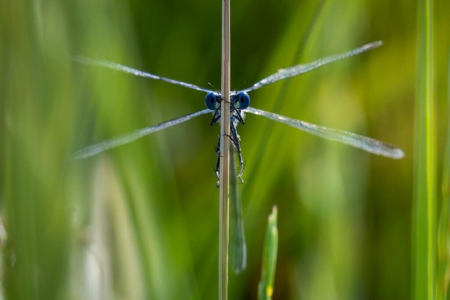 Leste &agrave; grands stigmas- Lestes Macrostigma