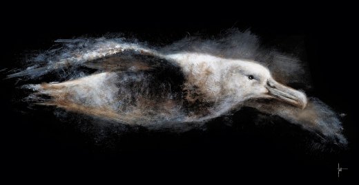 Grand Albatros