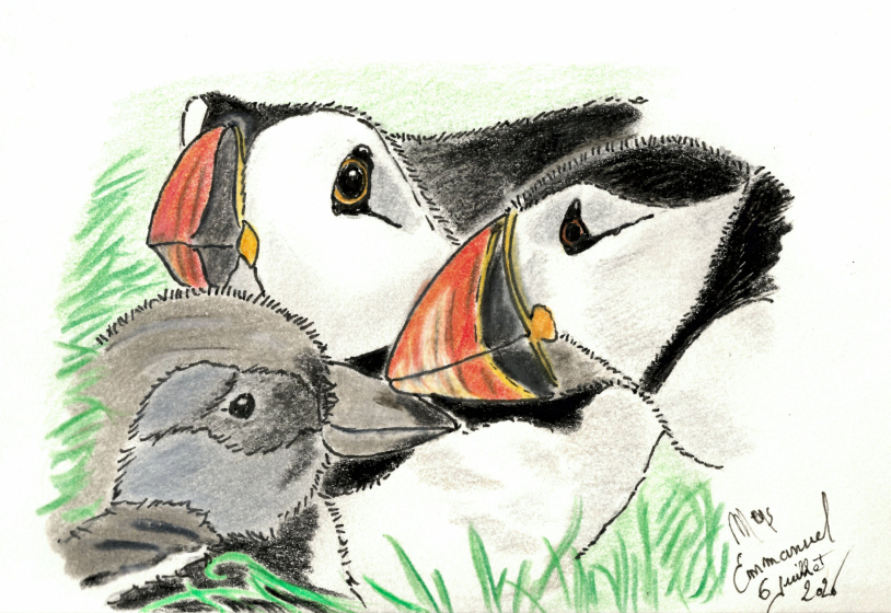 Dessin Macareux par milliers - &copy;Emmanuel Meys.jpg