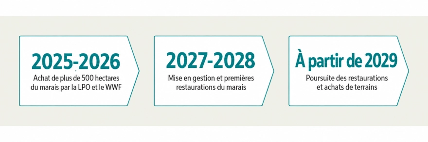 2025-2026 : achat de plus de 50 hectares par la LPO et le WWF / 2027-2028 : mise en gestion et prem&egrave;res restaurations du marais / &agrave; partir de 2029 : poursuite des restaurations et achats de terrains