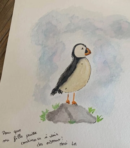 Macareux moine sur un rocher, aquarelle et feutre