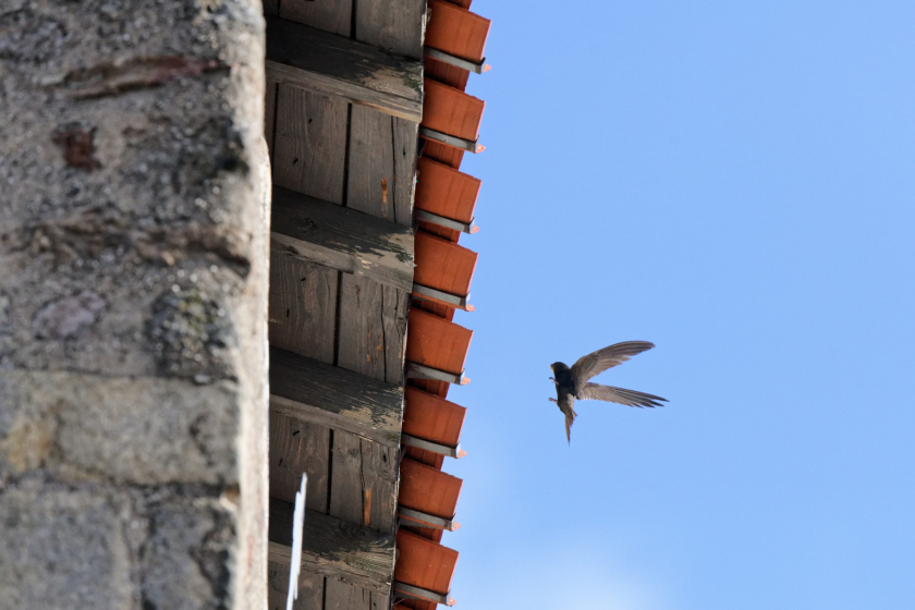 Martinet noir en vol &agrave; proximit&eacute; d'un toit