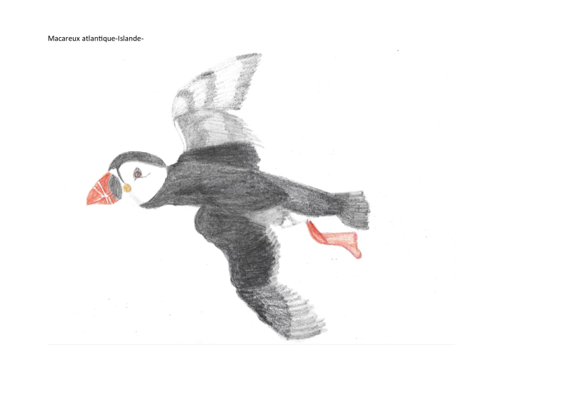 Dessin-Macareux-par-milliers-&copy; Agnes Gentric.jpg