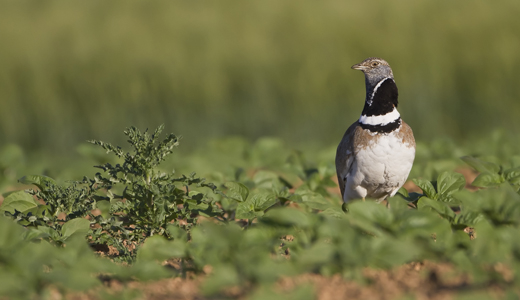 M&acirc;le d'outarde canepeti&egrave;re