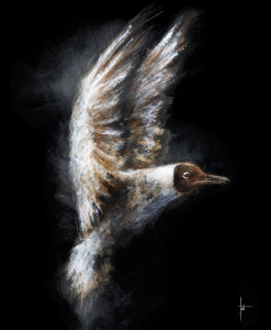 Mouette rieuse