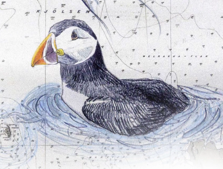 Dessin d'un Macareux moine nageant, sur fond de carte