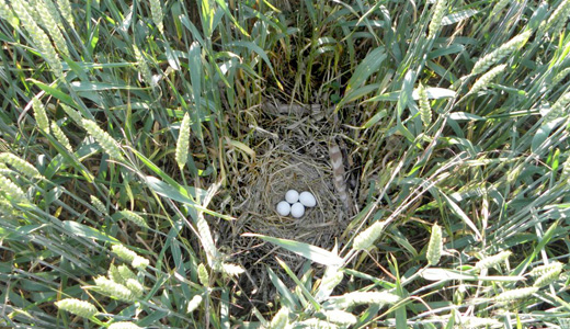 &OElig;ufs de busard dans un nid au milieu d'un champ de c&eacute;r&eacute;ales.