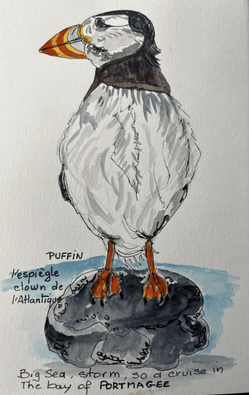 Dessin-Macareux-par-milliers-&copy;Sylvie Bordes - Somme.png