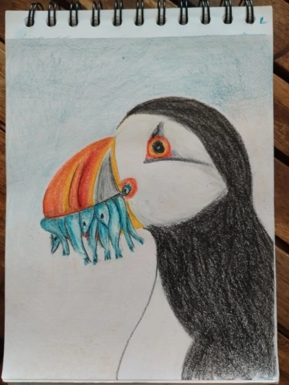 Portrait au pastel de Macareux tenant des poissons dans son bec