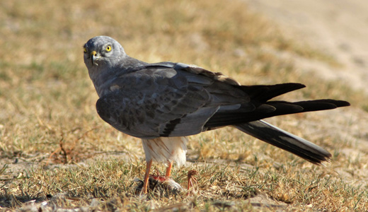 M&acirc;le de busard cendr&eacute; pos&eacute; au sol.
