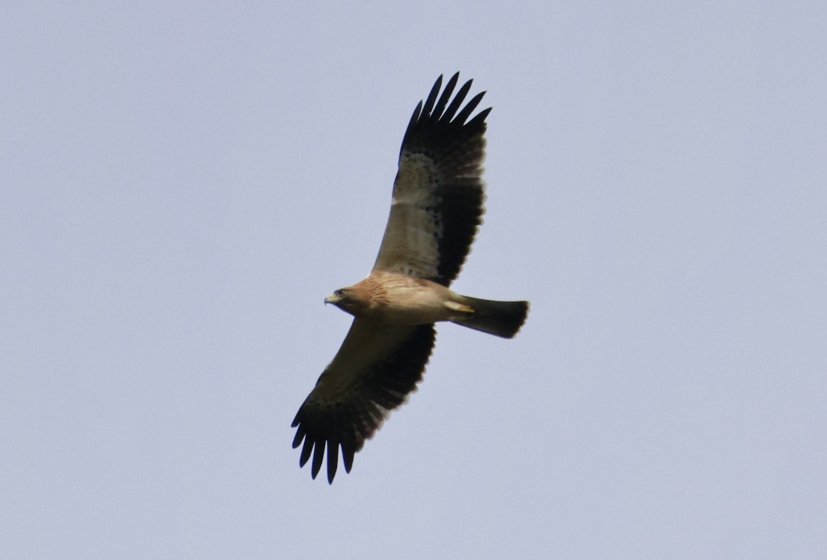 Aigle bott&eacute; &copy; Isabelle THIBERVILLE.jpg