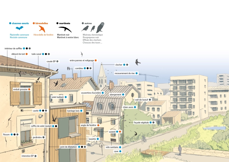 infographie d&eacute;crivant les esp&egrave;ces trouvant abri dans diff&eacute;rentes parties du b&acirc;ti : pipistrelle commune, hirondelle de fen&ecirc;tre, martinets, rougequeue noir, moineau domestique, effraie des clochers...