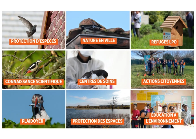 Exemples de m&eacute;c&eacute;nat : protection d'esp&egrave;ces, nature en ville, refuges LPO, connaissance scientifique, centres de soins, actions citoyennes, plaidoyer, protection des espaces, &eacute;ducation &agrave; l'environnement