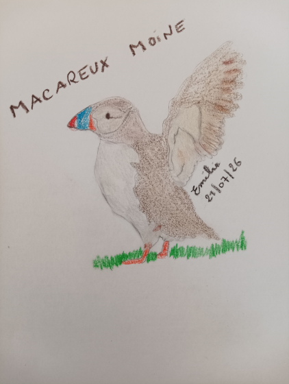 Dessin-Macareux-par-milliers-&copy;Emilie.jpg