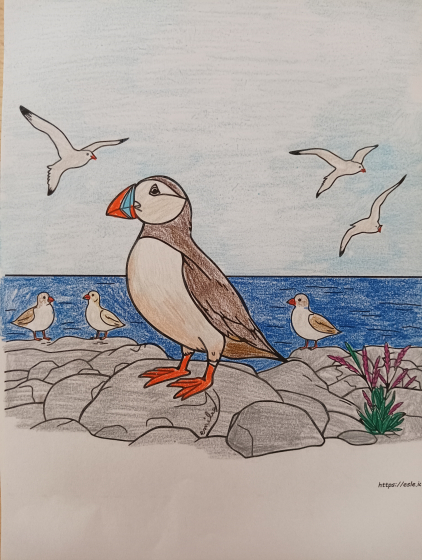 Dessin-Macareux-par-milliers-&copy; Emilie.jpg