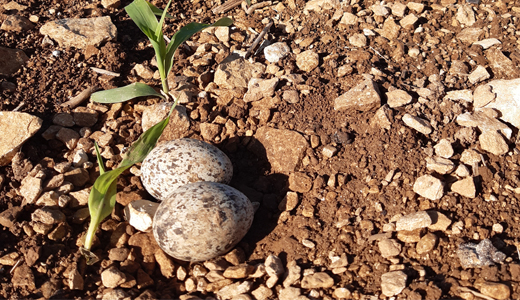 Nid d'&oelig;dicn&egrave;mes avec deux &oelig;ufs pondus dans une simple cuvette de terre au milieu des cailloux, dans une parcelle de ma&iuml;s.