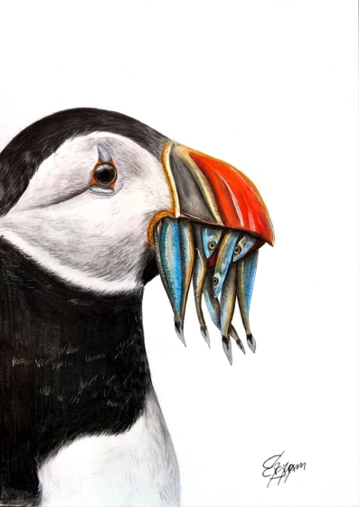 Portrait aux crayons de couleur d'un Macareux moine tenant des poissons dans son bec