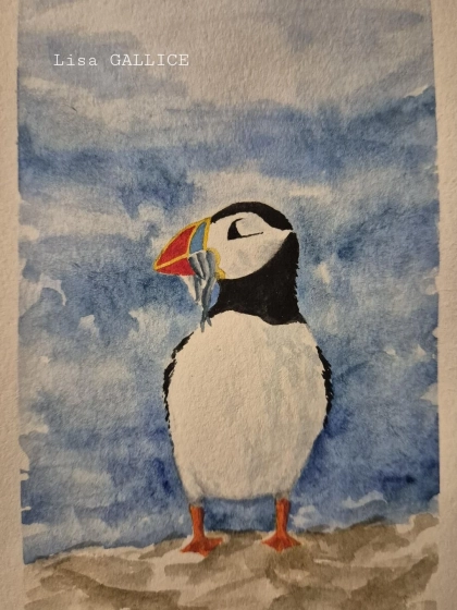 Macareux moine sur un rocher, aquarelle et feutre