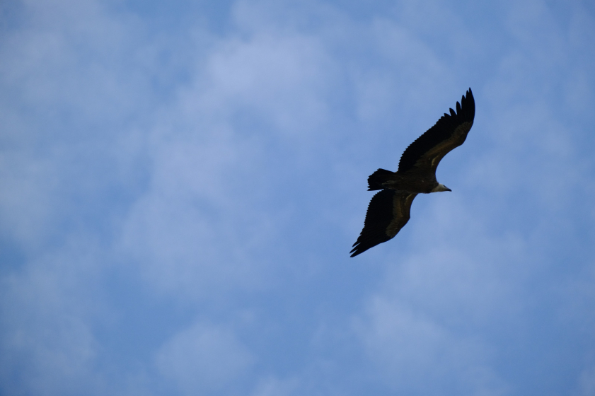 Vautour fauve &copy; Guillaume LACOUR.jpg
