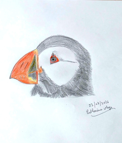 Dessin Macareux par milliers - &copy;Catherine Meys.jfif