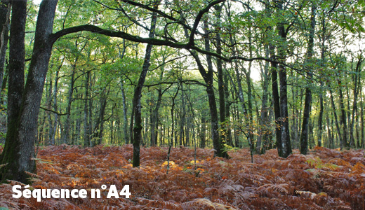 Sous-bois forestier
