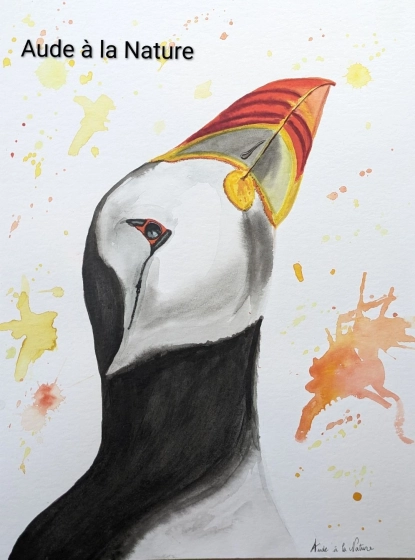 Portrait &agrave; l'aquarelle de Macareux moine