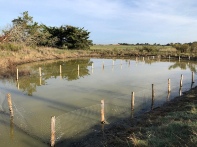 Leste &agrave; grands stigmas &ndash; Mise en eau