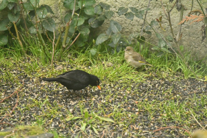 Verdier d'Europe et Merle noir au sol