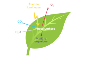 Processus de la photosynthèse / Kartable