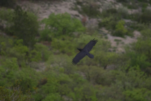 Grand corbeau noir en vol