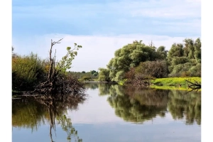 Marais de Mazerolles, boisements humides et eau libre