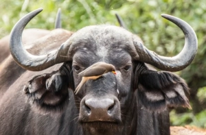 Piqueboeuf à bec rouge