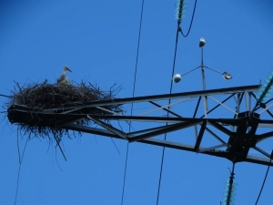 Cigogne blanche dans son nid install&eacute; sur un pyl&ocirc;ne de ligne &agrave; haute tension
