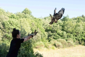 Remise en libert&eacute; d'une Buse variable &copy;Chantal Viallet