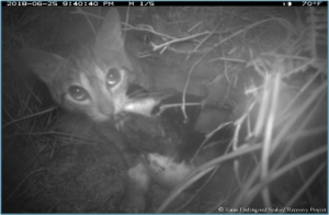 Prédation d’un adulte par un Chat haret © Kaua Endangered Seabird Recovery Project