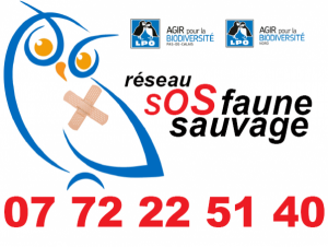 Réseau SOS Faune sauvage