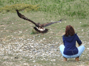 Remise en liberté de l'Aigle royal après 7 mois de soins